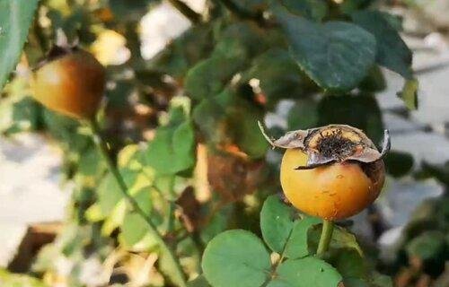 月季花的果实有什么用