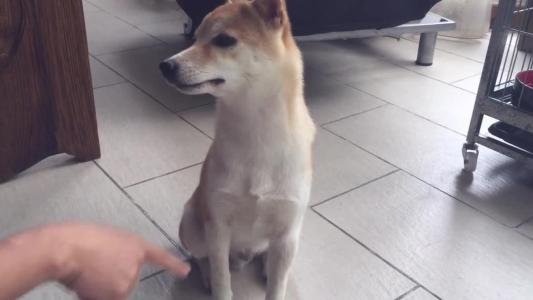 怎么让狗狗不咬人的手呢?