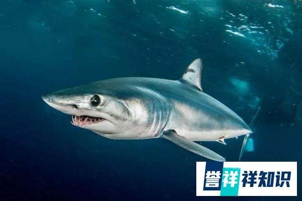 男子游泳被鲨鱼袭击，幸有海豚相救死里逃生，但专家表示另有隐情