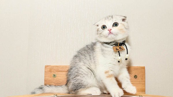 梦见被猫咬了是什么意思