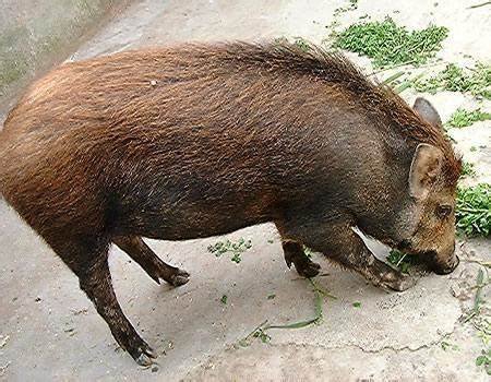 河南南阳夫妻猎杀8头野猪被判刑，具体是被怎么判的？