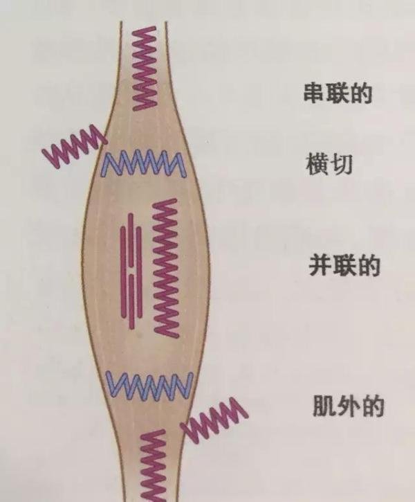 【科学看武术】谈谈区别西方肌肉训练的传武筋骨训练体系(三)大筋训练模式探究(下)