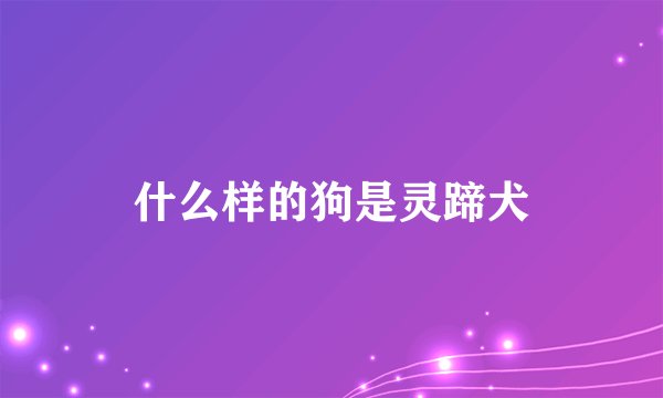 什么样的狗是灵蹄犬