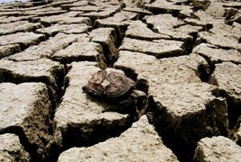 湖南97个县市区特旱:鱼被晒成鱼干,如何珍惜水资源?