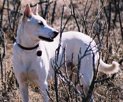 卡南犬是怎样识别主人的？