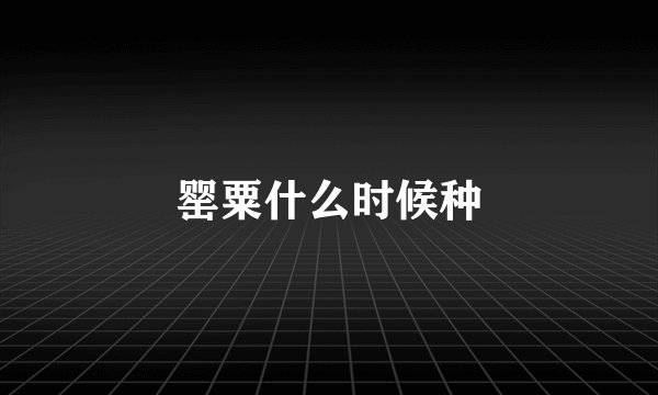 罂粟什么时候种