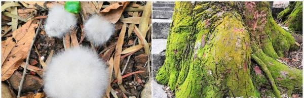 踏青季，广州番禺大石这里有个悠闲好景区——关帝岗
