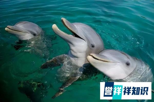 男子游泳被鲨鱼袭击，幸有海豚相救死里逃生，但专家表示另有隐情