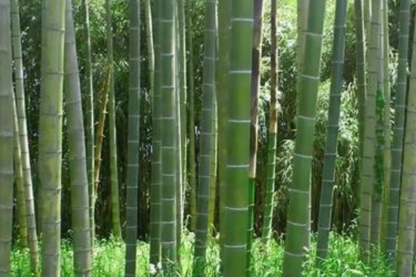 为什么欧洲没有竹子？
