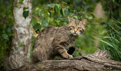 孙怡家的小鸡被野猫给叼走了，野猫对于社会来说有哪些害处？