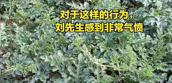 2女子拿麻袋到瓜地疯狂偷瓜，瓜农：吃一两个没事，拿麻袋太过分