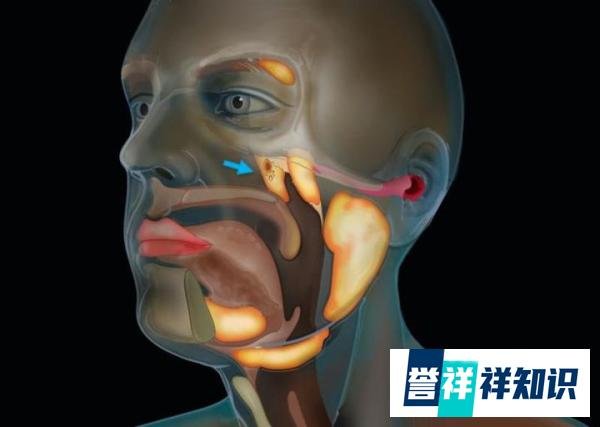 科学家意外发现人体新器官