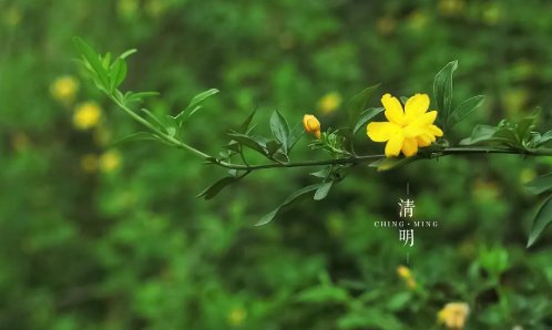 清明节内容怎么写一年级