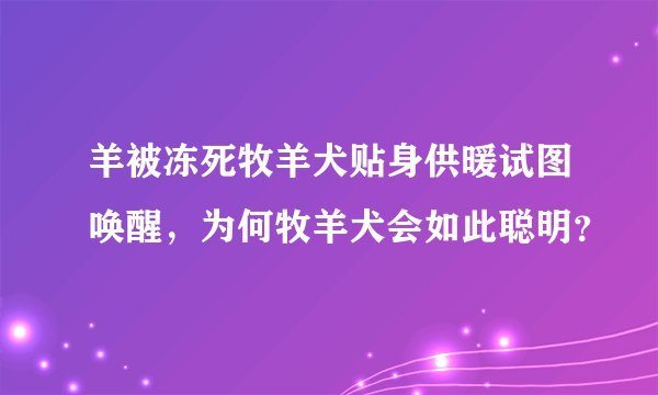 羊被冻死牧羊犬贴身供暖试图唤醒，为何牧羊犬会如此聪明？