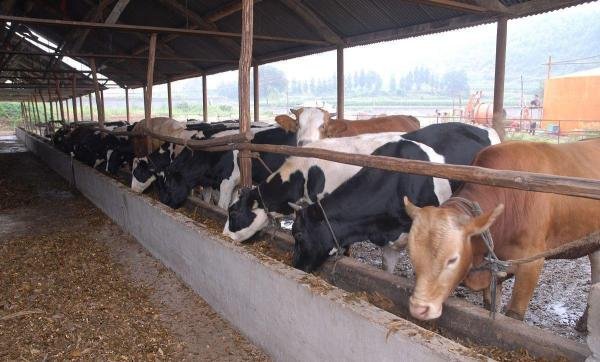 肉牛养牛场的建设规划、选址、结构要点