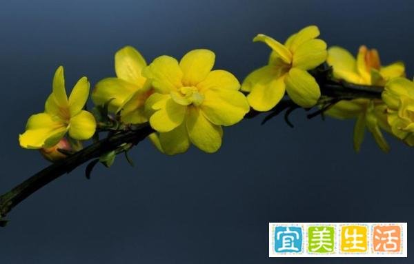【鹤壁市】市花：春来第一支，迎春花开早