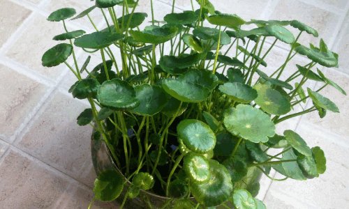 代表财源滚滚的花