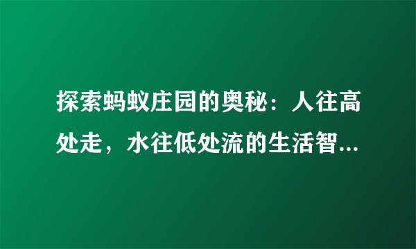 探索蚂蚁庄园的奥秘：人往高处走，水往低处流的生活智慧与感悟