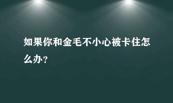 如果你和金毛不小心被卡住怎么办？
