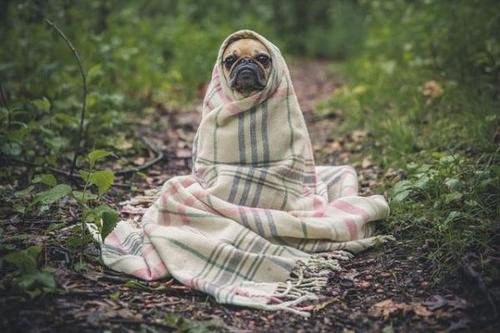 云南一金毛犬靠着电暖气取暖毛被烤焦,冬季你们是如何取暖的?