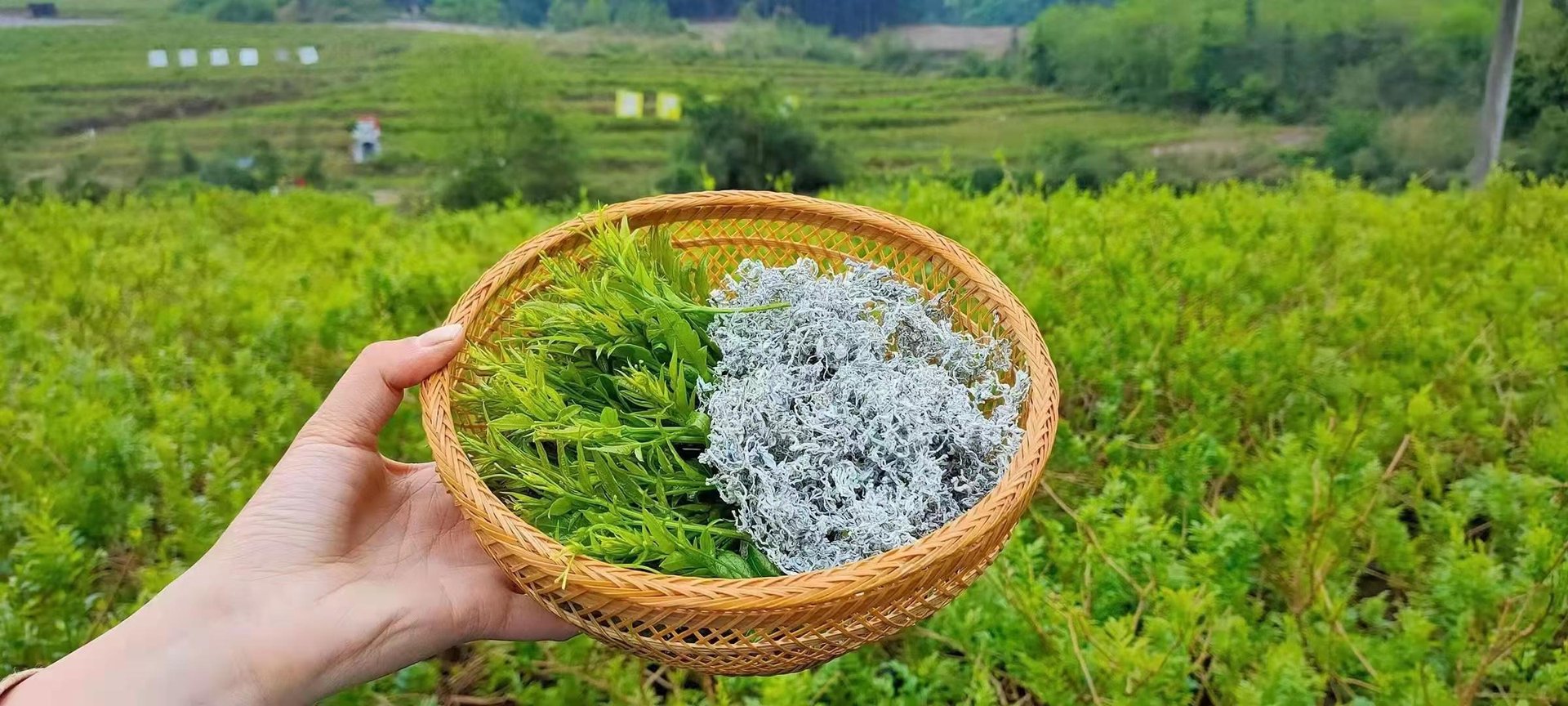 莓茶怎么买