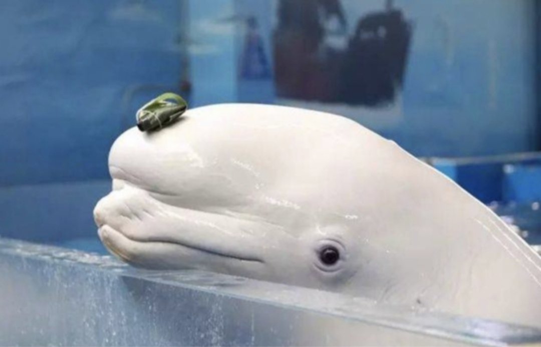 俄罗斯海洋馆驯兽员被曝对白鲸拳打脚踢,水族馆对此有何回应?