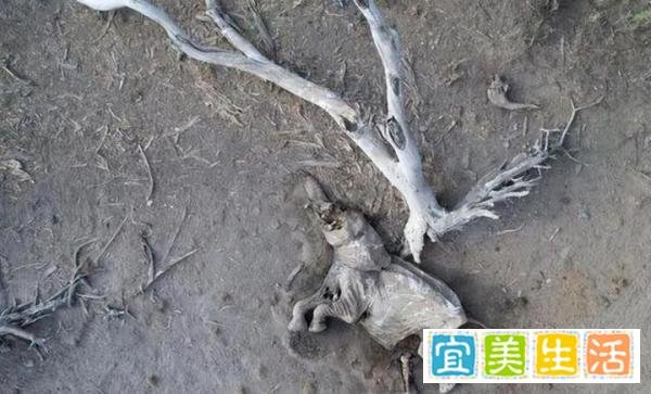 生存危机！肯尼亚严重干旱，超200头大象死亡，干旱席卷全球！