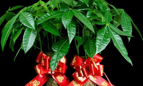 代表财源滚滚的花