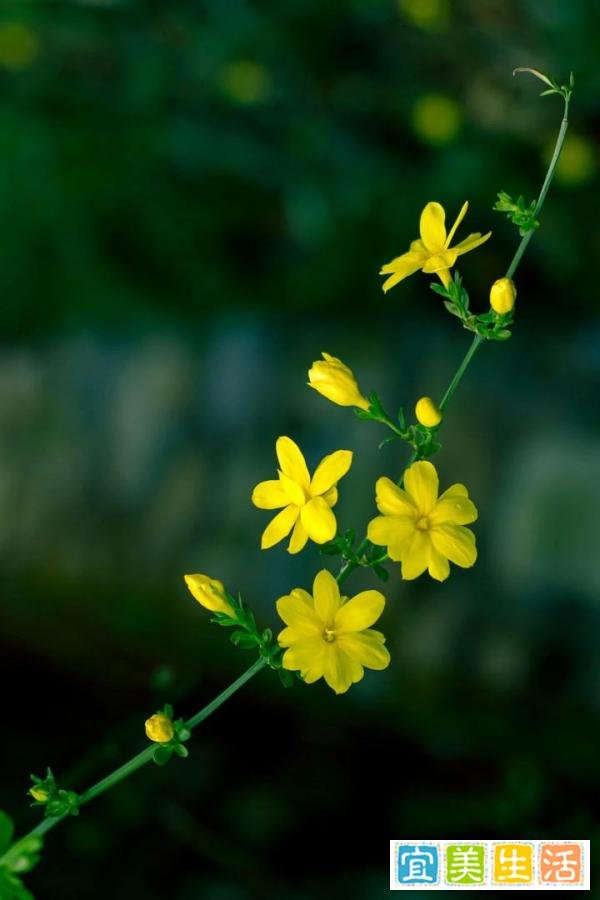 【鹤壁市】市花：春来第一支，迎春花开早