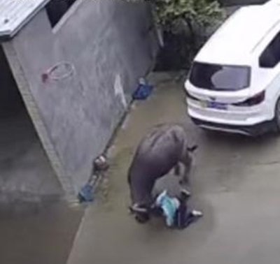 男孩被疯牛袭击躲车底道歉，牛听懂他的话了吗？