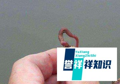丁香油的制做方法