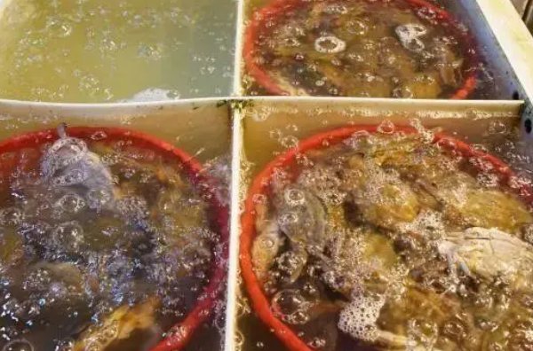 新手杀螃蟹最简单高效的方法