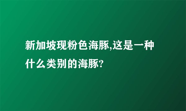 新加坡现粉色海豚,这是一种什么类别的海豚?