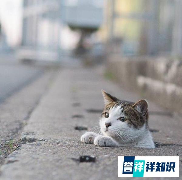 猫那么大，为什么一个小缝都能钻过去？？