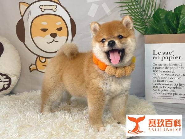 柴犬的价格到底是多少呢?