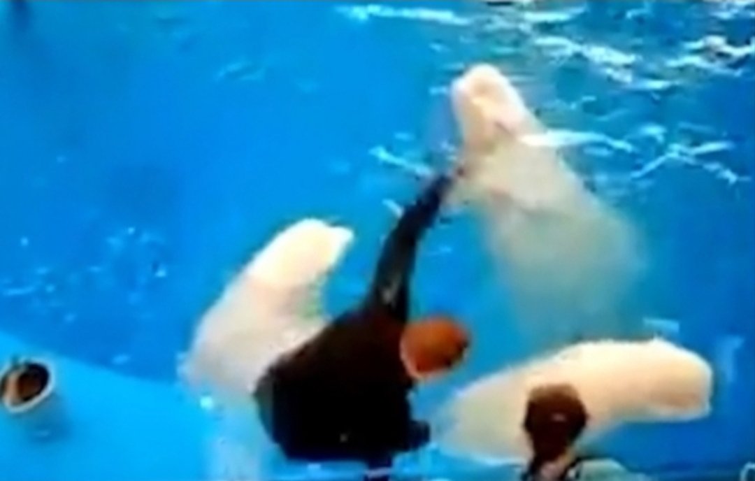 俄罗斯海洋馆驯兽员被曝对白鲸拳打脚踢，水族馆对此有何回应？
