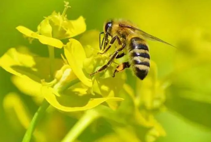 加拿大一省长讲话时误吞蜜蜂,蜜蜂进入食道里还能存活吗?