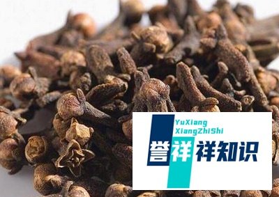 丁香油的制做方法