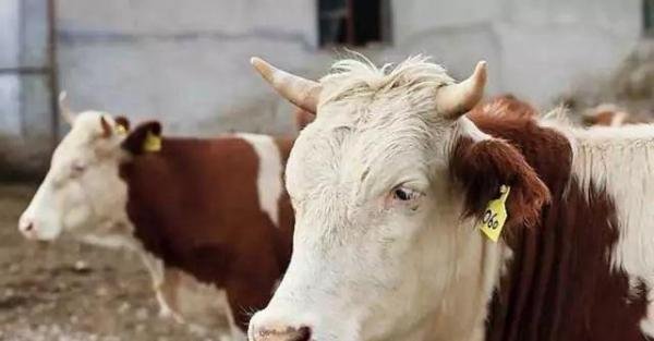 肉牛养牛场的建设规划、选址、结构要点