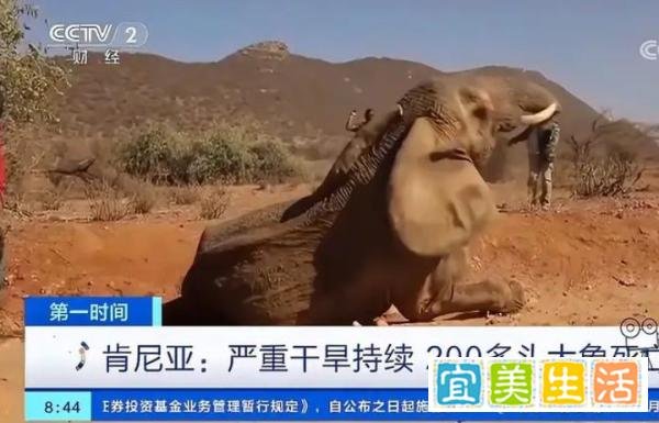 生存危机!肯尼亚严重干旱,超200头大象死亡,干旱席卷全球!