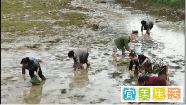 大学生创业养虾被“捡漏” 哄抢闹剧引深思