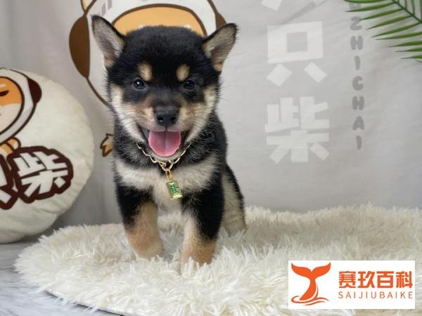 柴犬的价格到底是多少呢？
