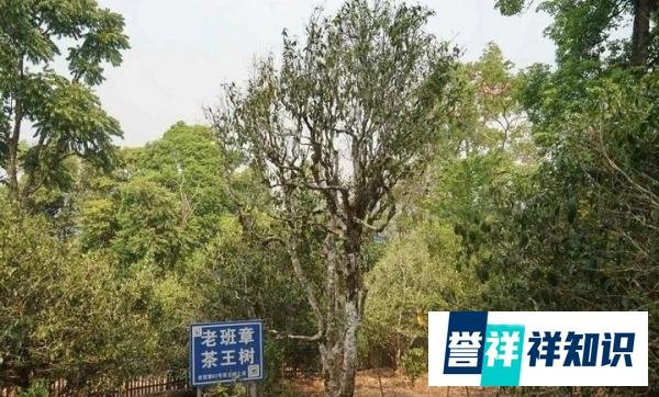 何宝强去世!初心不改,传承茶人匠心