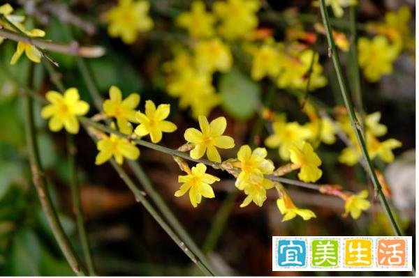 【鹤壁市】市花：春来第一支，迎春花开早