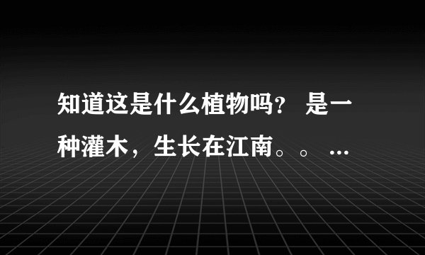 知道这是什么植物吗？ 是一种灌木，生长在江南。。 急求答案啊啊。。。