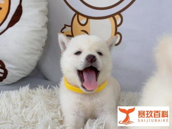 柴犬的价格到底是多少呢?