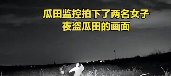 2女子拿麻袋到瓜地疯狂偷瓜，瓜农：吃一两个没事，拿麻袋太过分