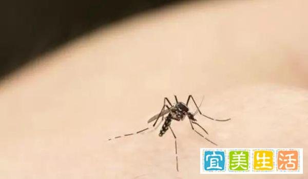 人们那么痛恨蚊子，为什么不把它们从地球上消灭掉