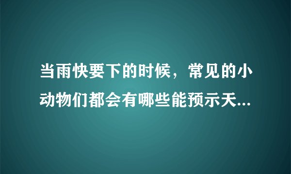 当雨快要下的时候,常见的小动物们都会有哪些能预示天气变化的表现?