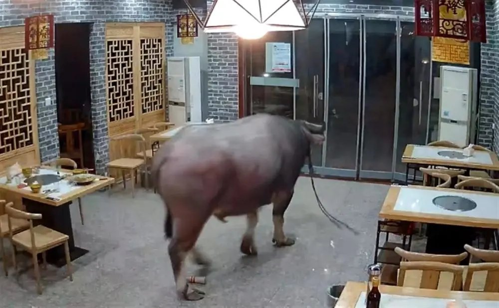 江苏一待宰水牛逃走后，发狂冲进餐馆顶飞男子，牛主人是否需要赔偿？